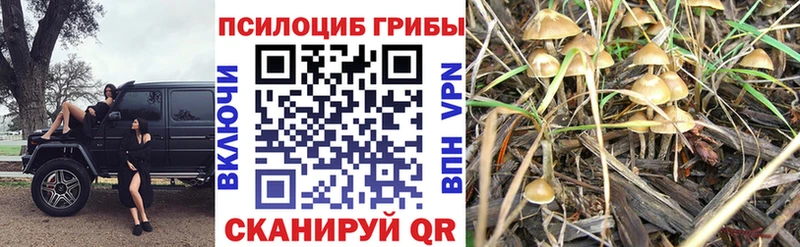 Псилоцибиновые грибы мухоморы  Кингисепп 